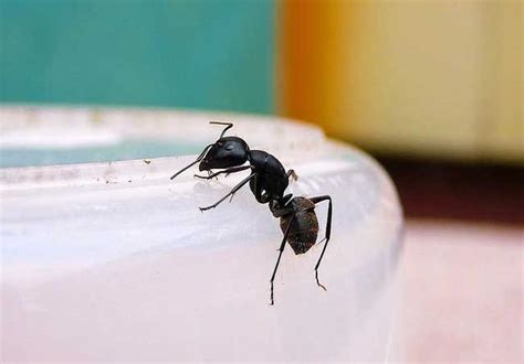 廣山詞葉 家裡有很多螞蟻